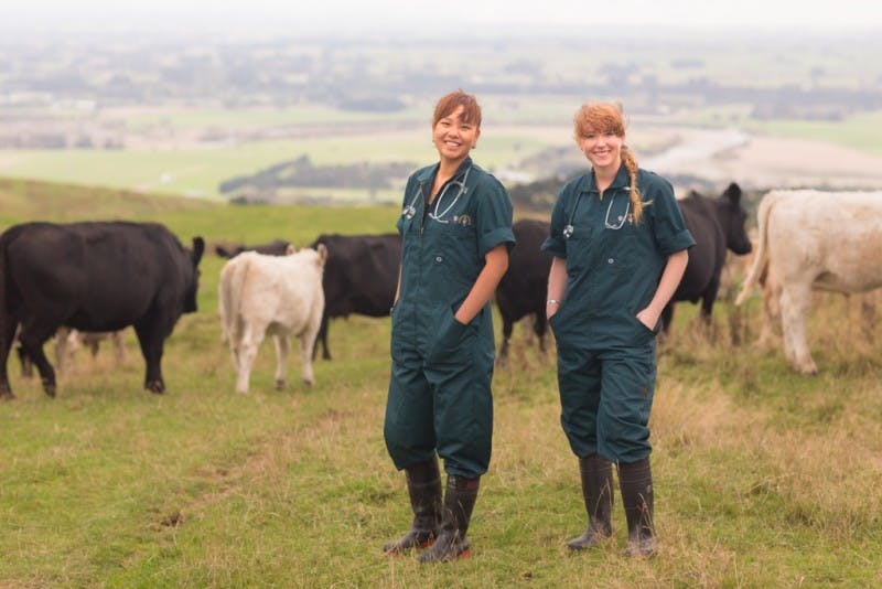 Two veterinary students on a dairy farm in New Zealand.