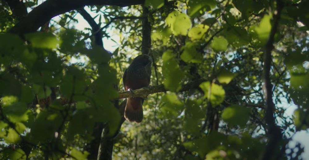 A screenshot from the video showing a kia high up in a tree