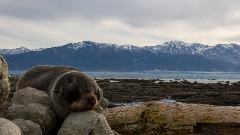 A seal lying on the rocks in New Zealand with snow-covered mountains in the background